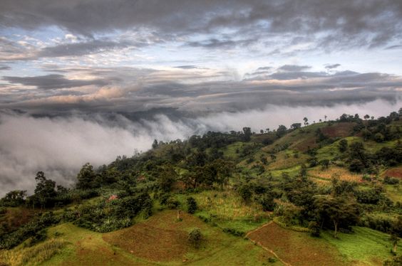 جنگل های قهوه در اتیوپی