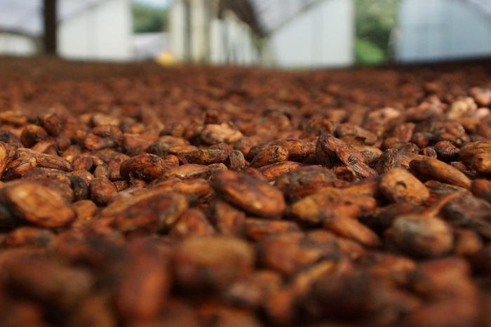 قهوه هانی اکوادور در حال پردازش: بهترین دانه قهوه 