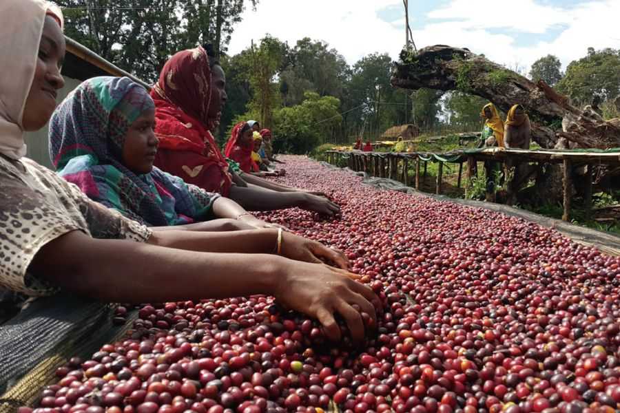 قهوه اسپشیالیتی کوچره اتیوپی
