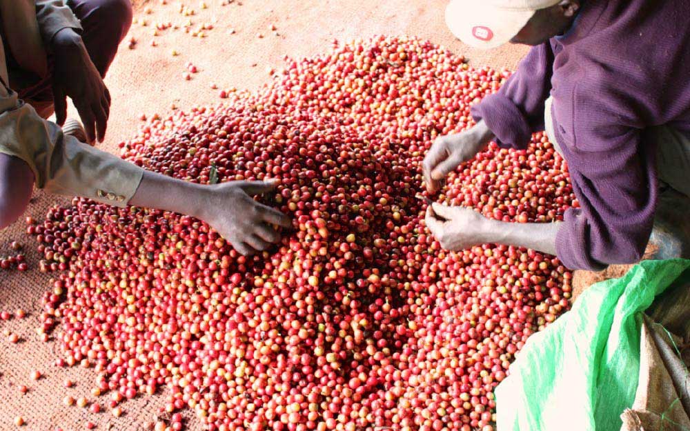 طبقه بندی دستی قهوه کنیا