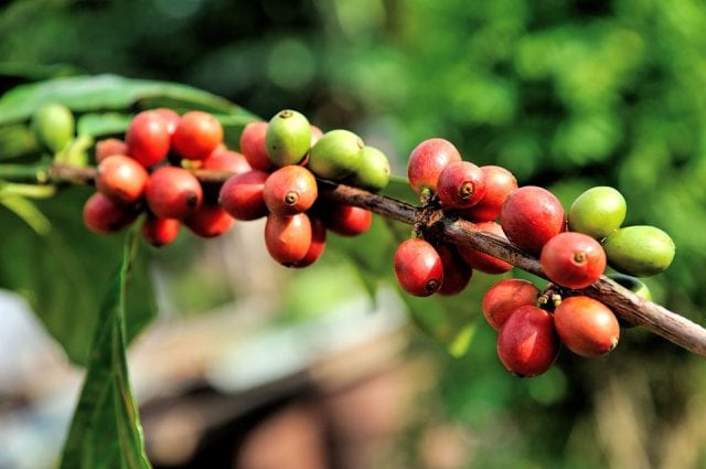 انواع گیاه قهوه گیلاس