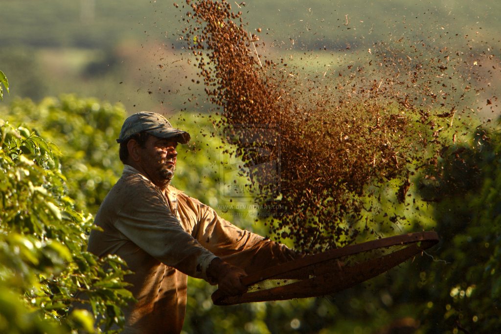مزارع قهوه در برزیل