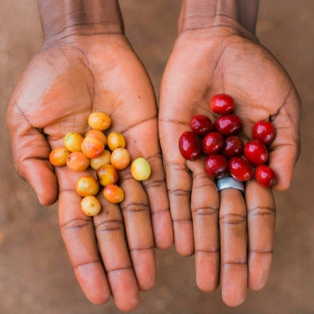 گیلاس قهوه بوروندی