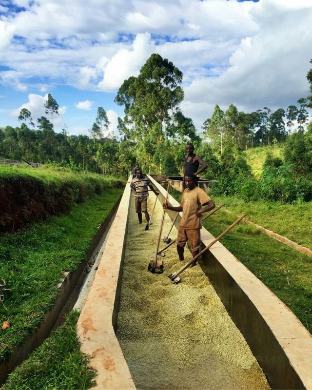 کشاورزان در حال پردازش قهوه بوروندی