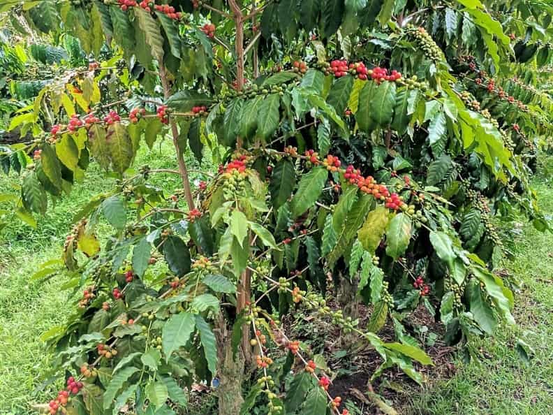 گیاه قهوه یرگاچف اتیوپی