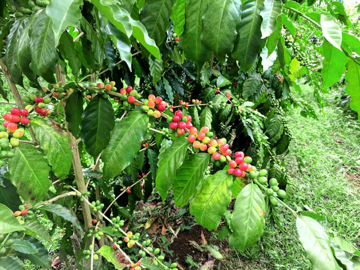 قهوه عربیکا هندوراس