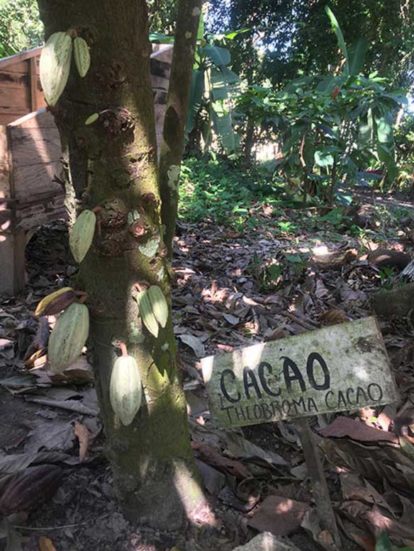تفاوت قهوه و شکلات : درخت کاکائوی تئوبروما در مکزیک